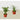 2 Palm Variety Pack / 4" Pots / Live Plant / House Plant
